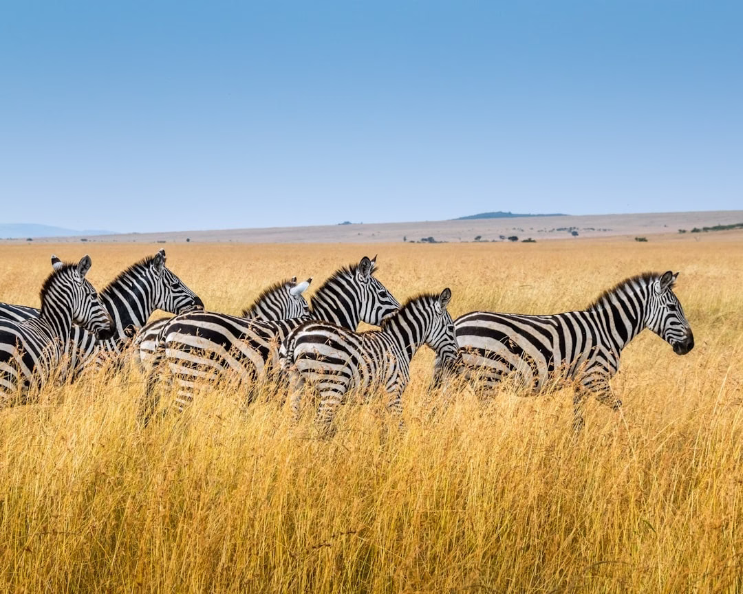 How AI & Technology are Revolutionizing Wildlife Conservation 1 How AI & Technology are Revolutionizing Wildlife Conservation