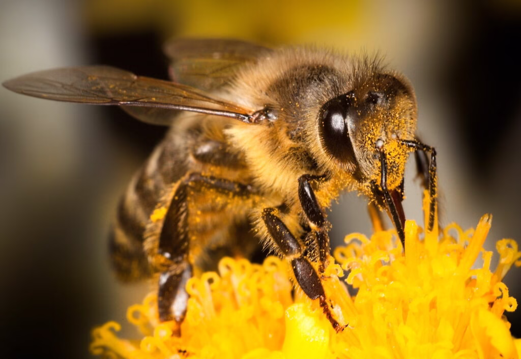 Bee Shortage in Kenya