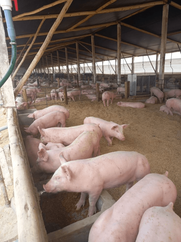 Pig Farming in Kenya: The Hidden Agribusiness Opportunity 2 Pig Farming in Kenya: The Hidden Agribusiness Opportunity