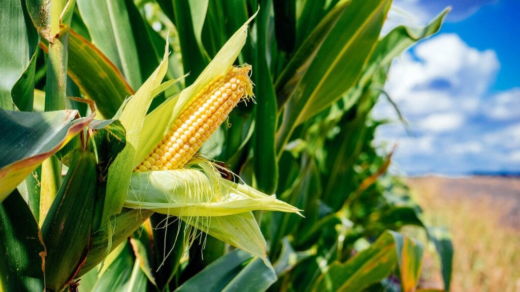 MPs Pressure NCPB to replace the Seed Subsidy Programme 2 MPs Pressure NCPB to replace the Seed Subsidy Programme