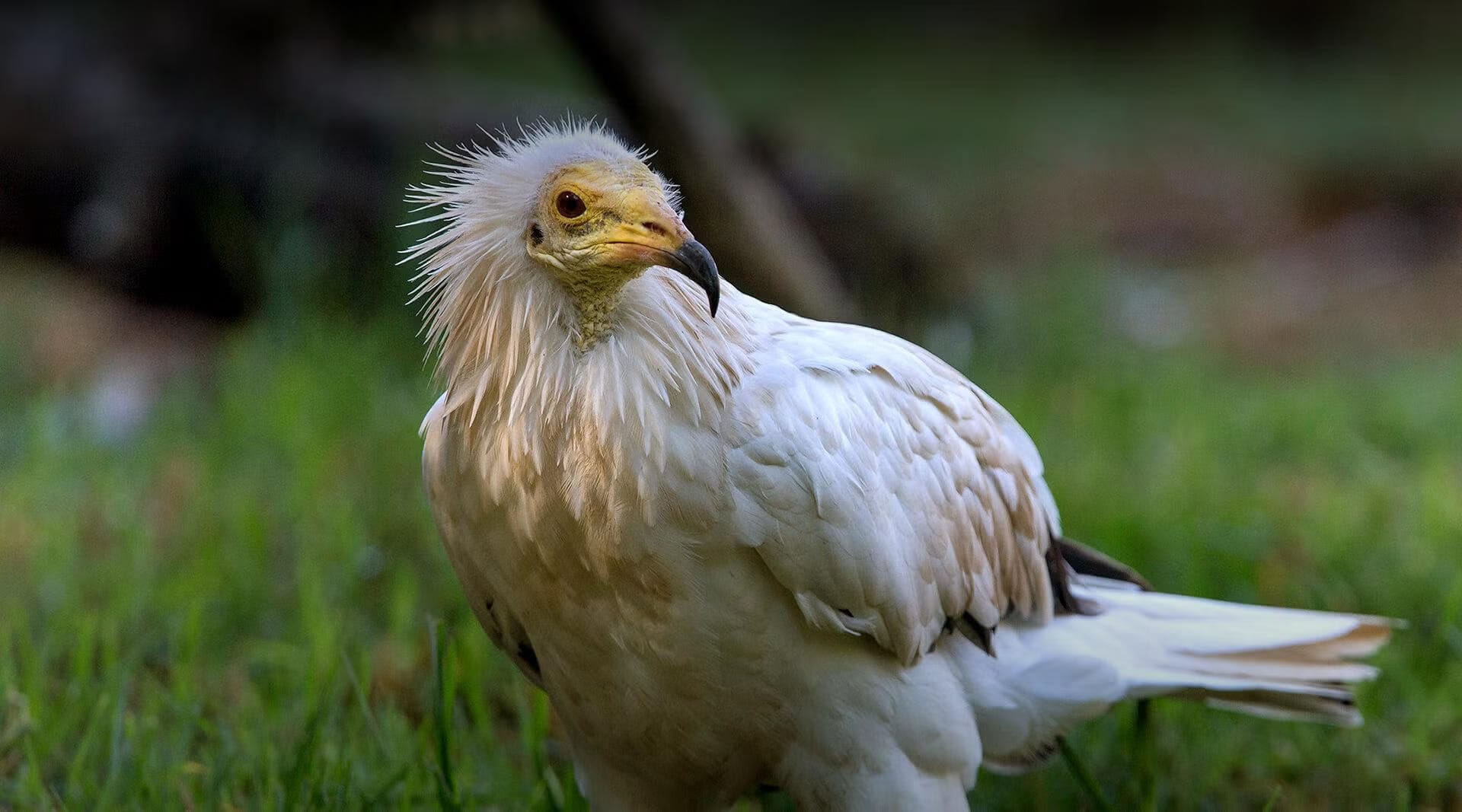 Egyptian Vulture | Picha: San Diego Zoo Safari Park