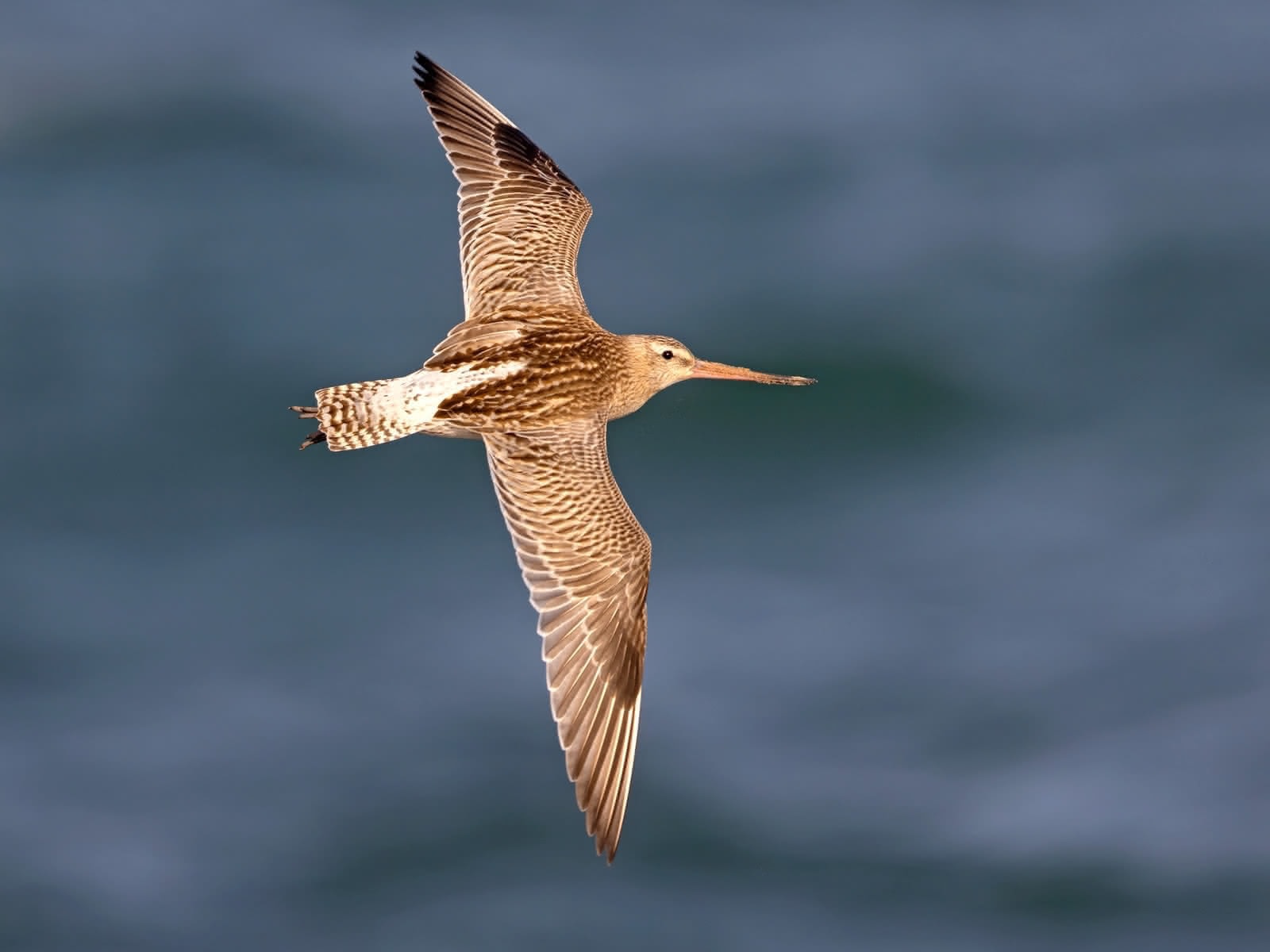 Godwit.jpg