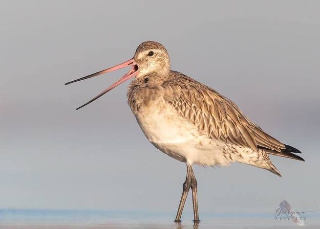 Bar‑tailed Godwit: Safari Ndefu Zaidi ya Uhamaji Duniani 2 Bar-tailed Godwit