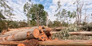 karura-1.jpg